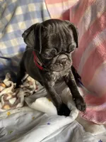 Bolt, a male Pug for sale in Riverside, CA – 2 of 7