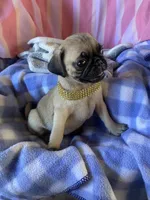 Missy , a female Pug for sale in Riverside, CA – 6 of 7