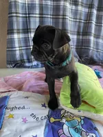 Shadow , a male Pug for sale in Riverside, CA – 5 of 10