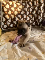 Lola, a female Pug for sale in Riverside, CA – 9 of 10