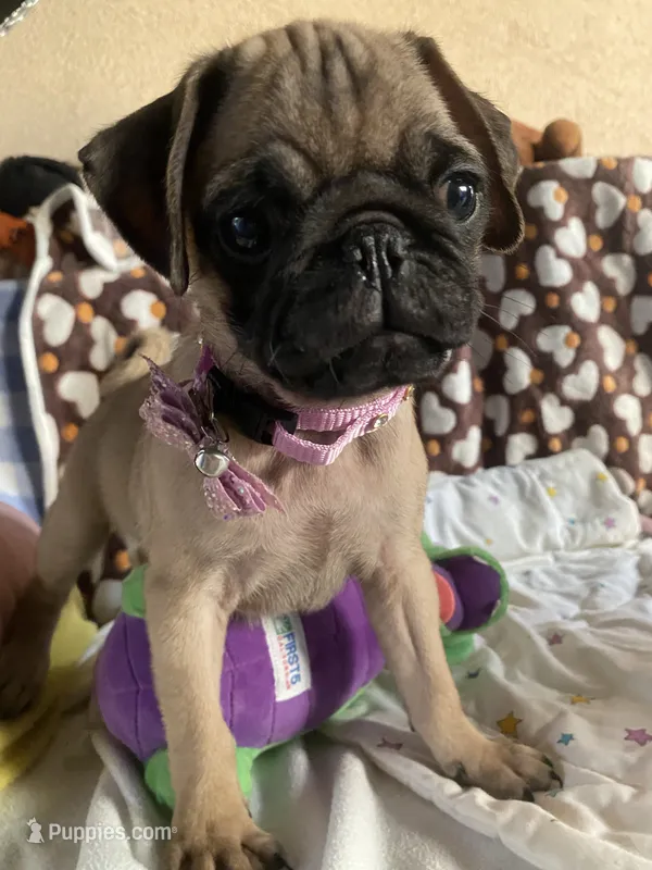 Girl pup – Pug puppy for sale in Riverside, CA