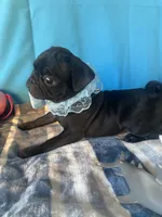 Boy puppy3, a male Pug for sale in Riverside, CA – 7 of 7