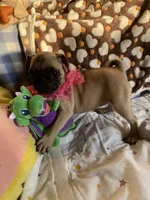 Jenny , a female Pug for sale in Riverside, CA – 10 of 10