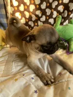 Lola, a female Pug for sale in Riverside, CA – 10 of 10