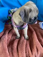 Julie, a female Pug for sale in Riverside, CA – 2 of 6