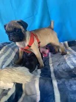 Boy puppy , a male Pug for sale in Riverside, CA – 6 of 6