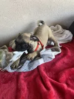 Last fawn boy puppy , a male Pug for sale in Riverside, CA – 6 of 7