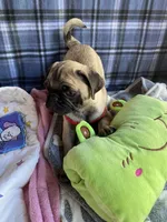 Milo , a male Pug for sale in Riverside, CA – 7 of 7