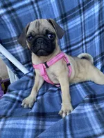 Jenny, a female Pug for sale in Riverside, CA – 6 of 8