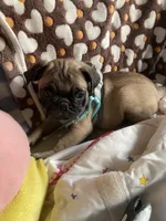 Dodger, a male Pug for sale in Riverside, CA – 5 of 6
