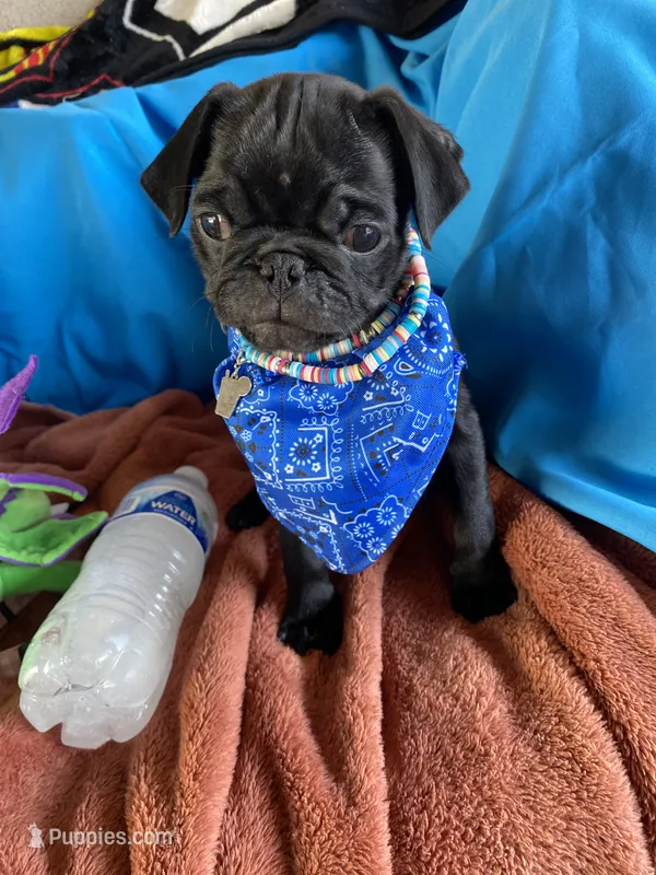 Zorro  – Pug puppy for sale in Riverside, CA