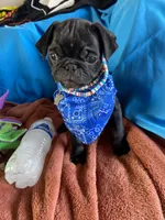 Zorro , a male Pug for sale in Riverside, CA – 1 of 6