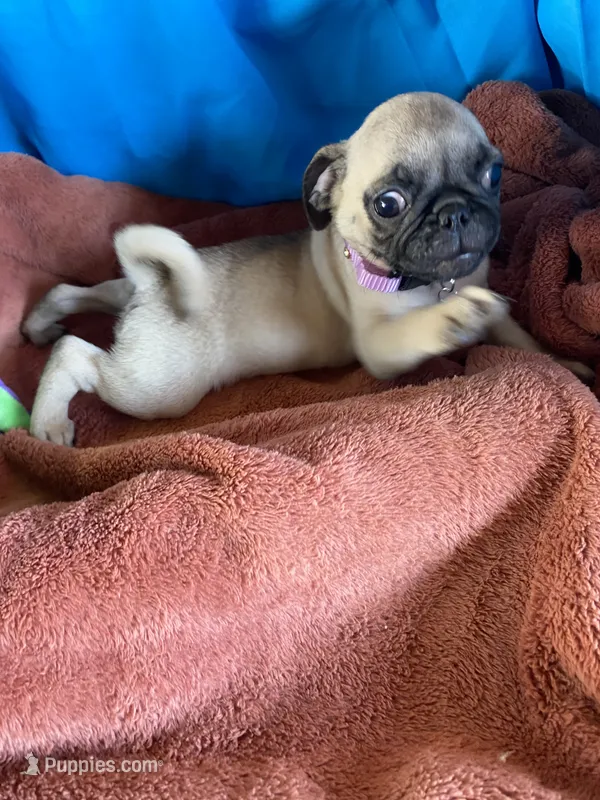 Kie – Pug puppy for sale in Riverside, CA