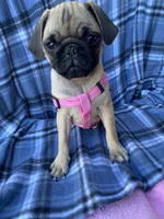 Jenny, a female Pug for sale in Riverside, CA – 5 of 8