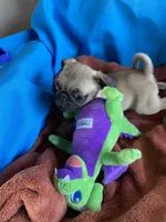 Kie, a female Pug for sale in Riverside, CA – 5 of 6