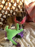 Jenny , a female Pug for sale in Riverside, CA – 4 of 10