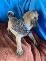 Yoda , a male Pug for sale in Riverside, CA – 5 of 6