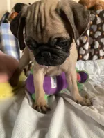 Girl pup, a female Pug for sale in Riverside, CA – 4 of 7