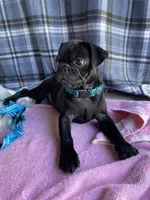 Shadow , a male Pug for sale in Riverside, CA – 7 of 10