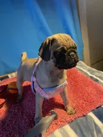 Girl puppy2, a female Pug for sale in Riverside, CA – 5 of 8