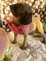 Jenny , a female Pug for sale in Riverside, CA – 5 of 10