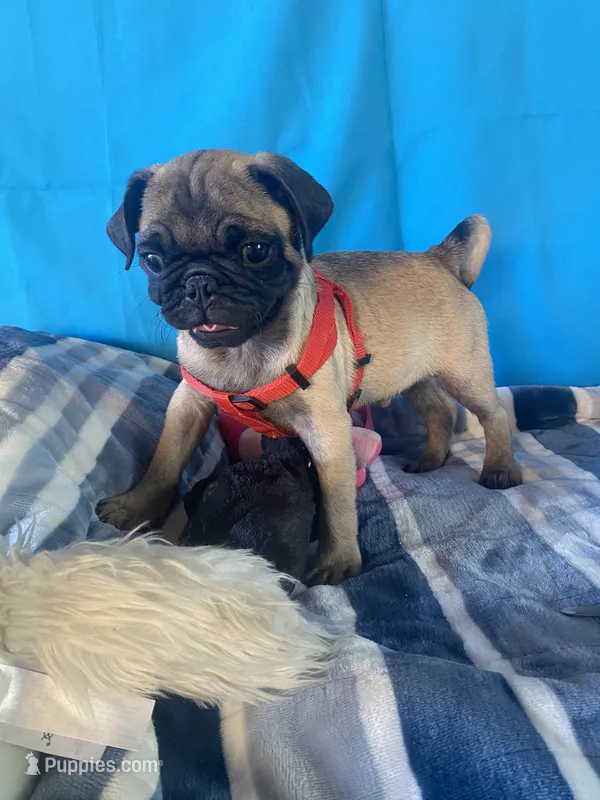 Boy puppy  – Pug puppy for sale in Riverside, CA