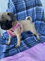Jenny, a female Pug for sale in Riverside, CA – 7 of 8
