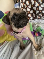 Girl pup, a female Pug for sale in Riverside, CA – 3 of 7
