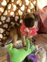 Jenny , a female Pug for sale in Riverside, CA – 2 of 10