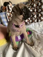 Girl pup, a female Pug for sale in Riverside, CA – 2 of 7