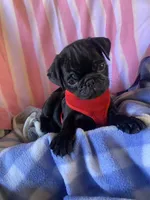 Blue , a male Pug for sale in Riverside, CA – 7 of 8