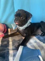 Boy puppy3, a male Pug for sale in Riverside, CA – 6 of 7