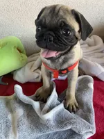 Last fawn boy puppy , a male Pug for sale in Riverside, CA – 4 of 7