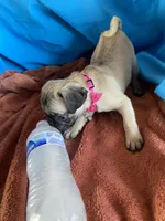 Jenny , a female Pug for sale in Riverside, CA – 4 of 6