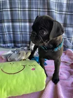 Shadow , a male Pug for sale in Riverside, CA – 3 of 10