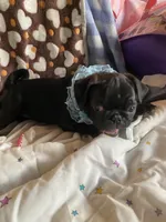 Bowie, a male Pug for sale in Riverside, CA – 5 of 8