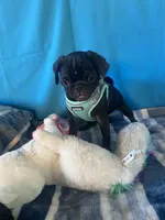 Boy puppy2, a male Pug for sale in Riverside, CA – 7 of 8