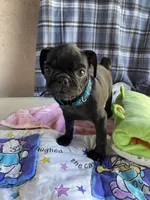 Shadow , a male Pug for sale in Riverside, CA – 9 of 10