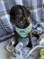 Buddy , a male Pug for sale in Riverside, CA – 3 of 7