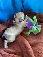 Kie, a female Pug for sale in Riverside, CA – 3 of 6