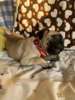 Lola, a female Pug for sale in Riverside, CA – 2 of 10