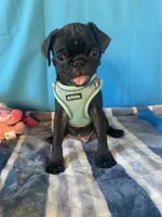 Boy puppy2, a male Pug for sale in Riverside, CA – 4 of 8