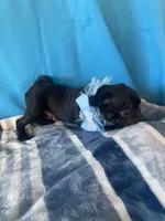 Boy puppy3, a male Pug for sale in Riverside, CA – 4 of 7