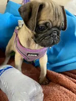 Julie, a female Pug for sale in Riverside, CA – 6 of 6