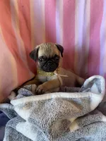 Missy , a female Pug for sale in Riverside, CA – 4 of 7