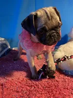 Girl puppy, a female Pug for sale in Riverside, CA – 2 of 8