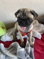 Last fawn boy puppy , a male Pug for sale in Riverside, CA – 3 of 7