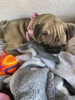 Last girl puppy , a female Pug for sale in Riverside, CA – 6 of 6