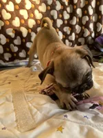 Lola, a female Pug for sale in Riverside, CA – 6 of 10