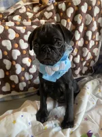 Bowie, a male Pug for sale in Riverside, CA – 2 of 8